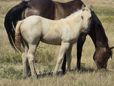 Bluestem Oates JW<BR>AQHA 6500789